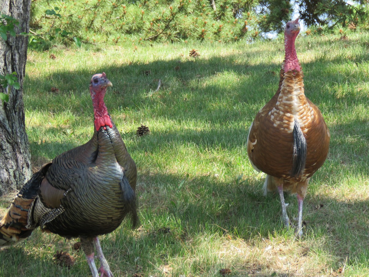 Wild Turkey - ML574933351