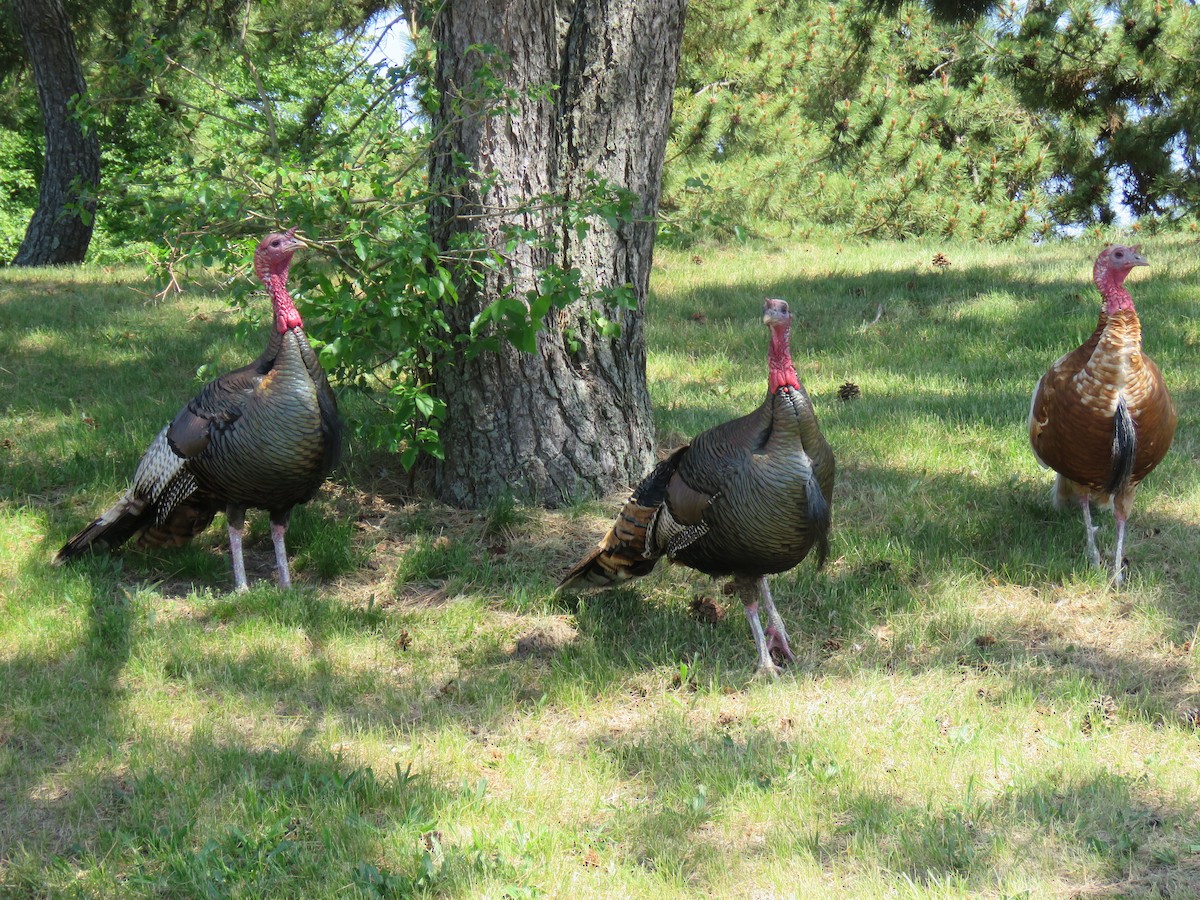 Wild Turkey - ML574933361