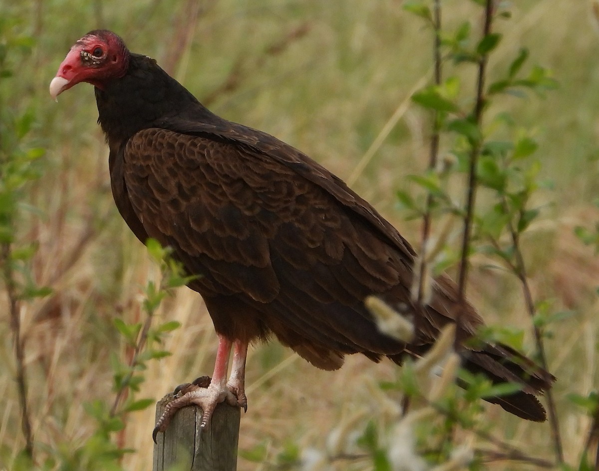 Turkey Vulture (Northern) - ML574933761