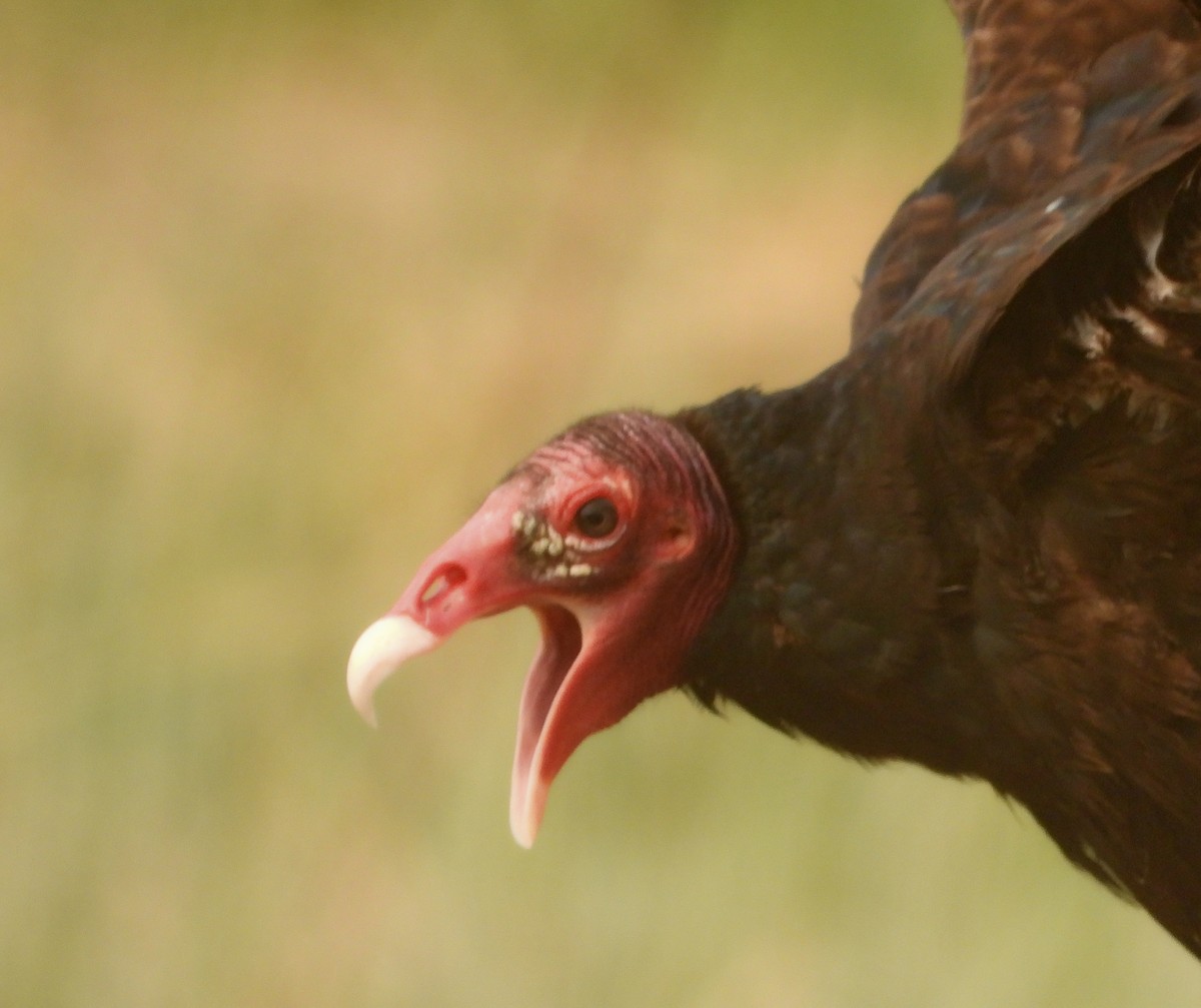 Turkey Vulture (Northern) - ML574933971