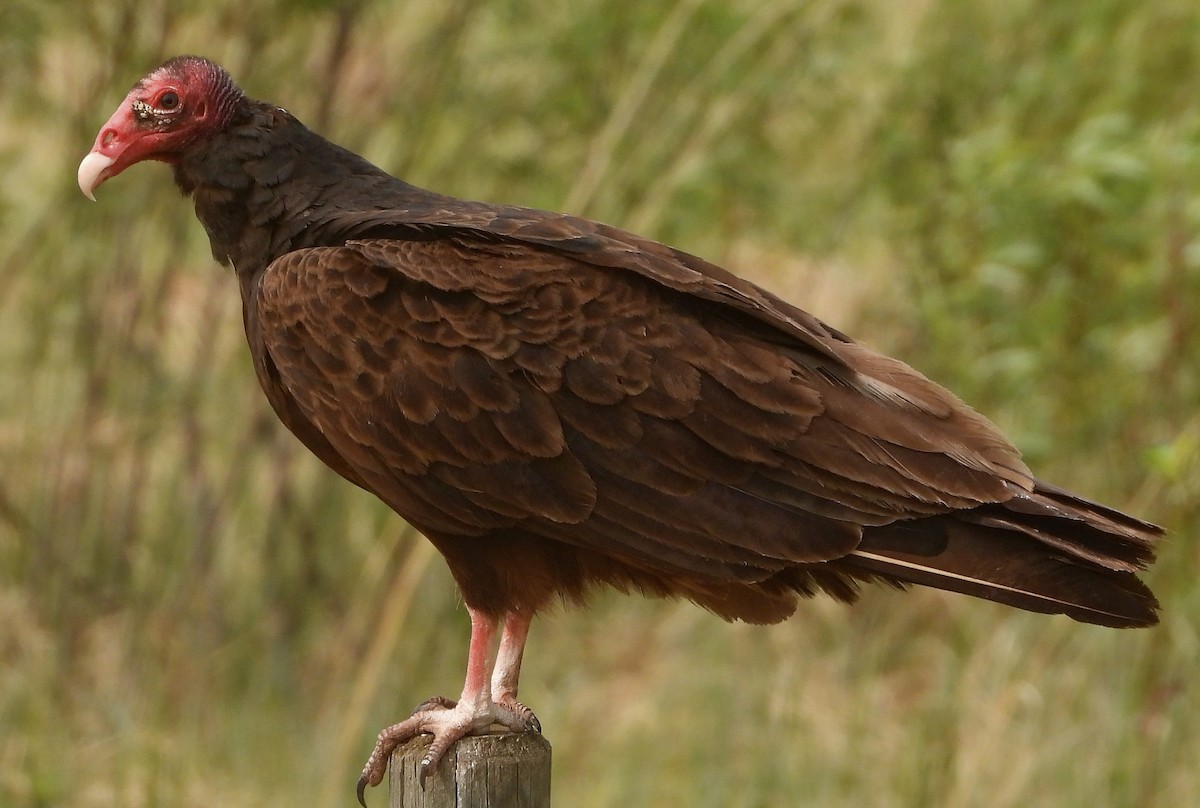 kondor krocanovitý (ssp. aura/septentrionalis) - ML574934181
