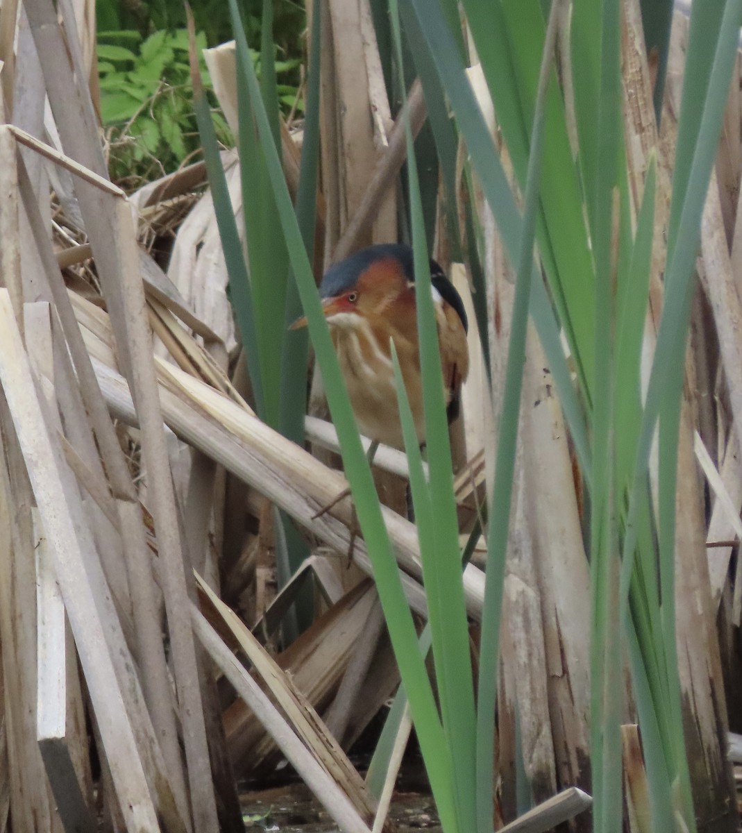 Least Bittern - ML574934751