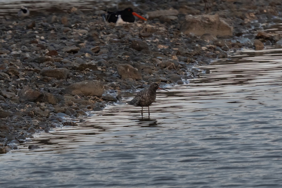 Spotted Redshank - ML574935261
