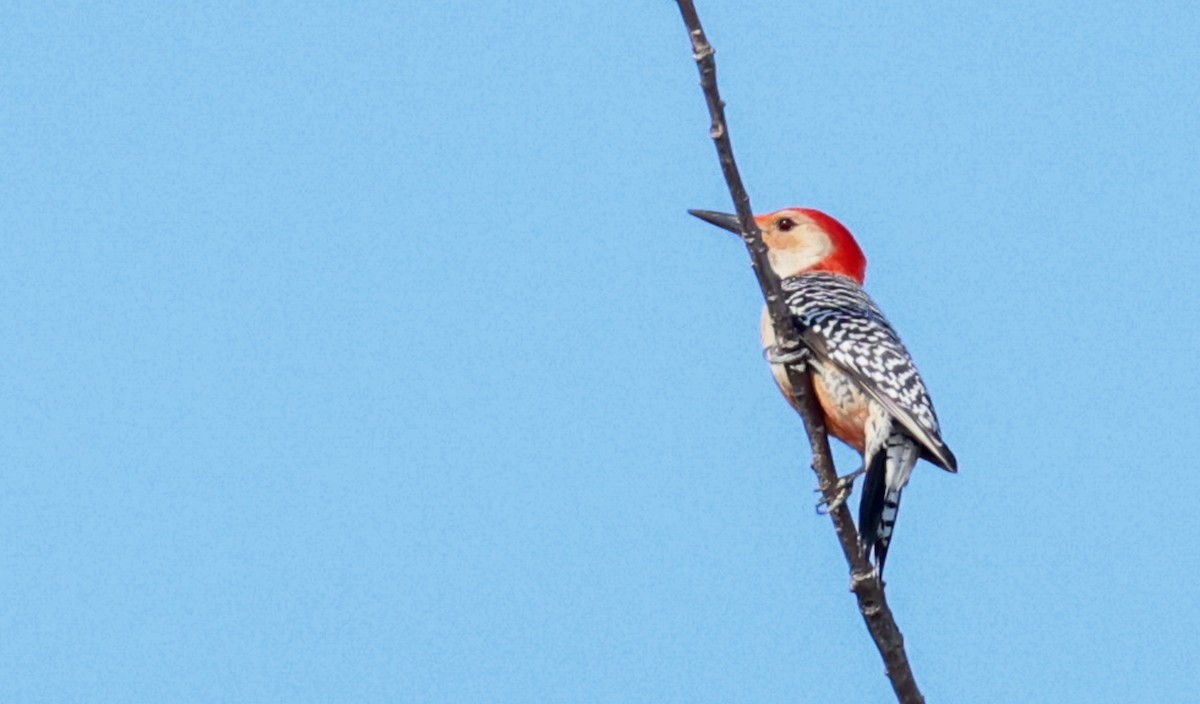 Red-bellied Woodpecker - ML574935581