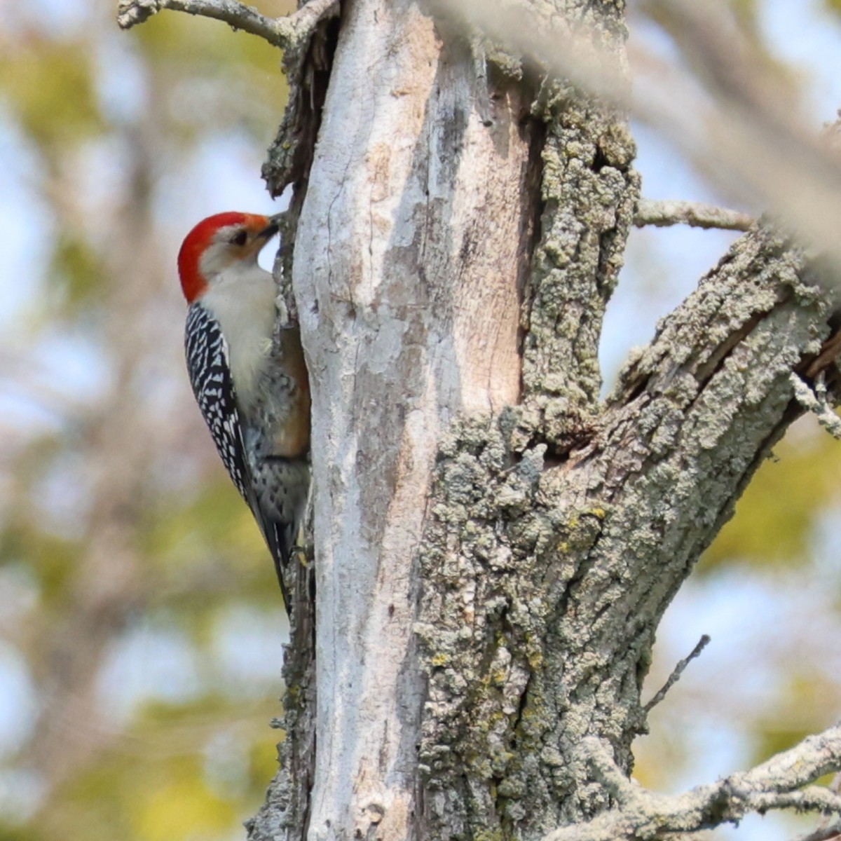 Red-bellied Woodpecker - ML574935591