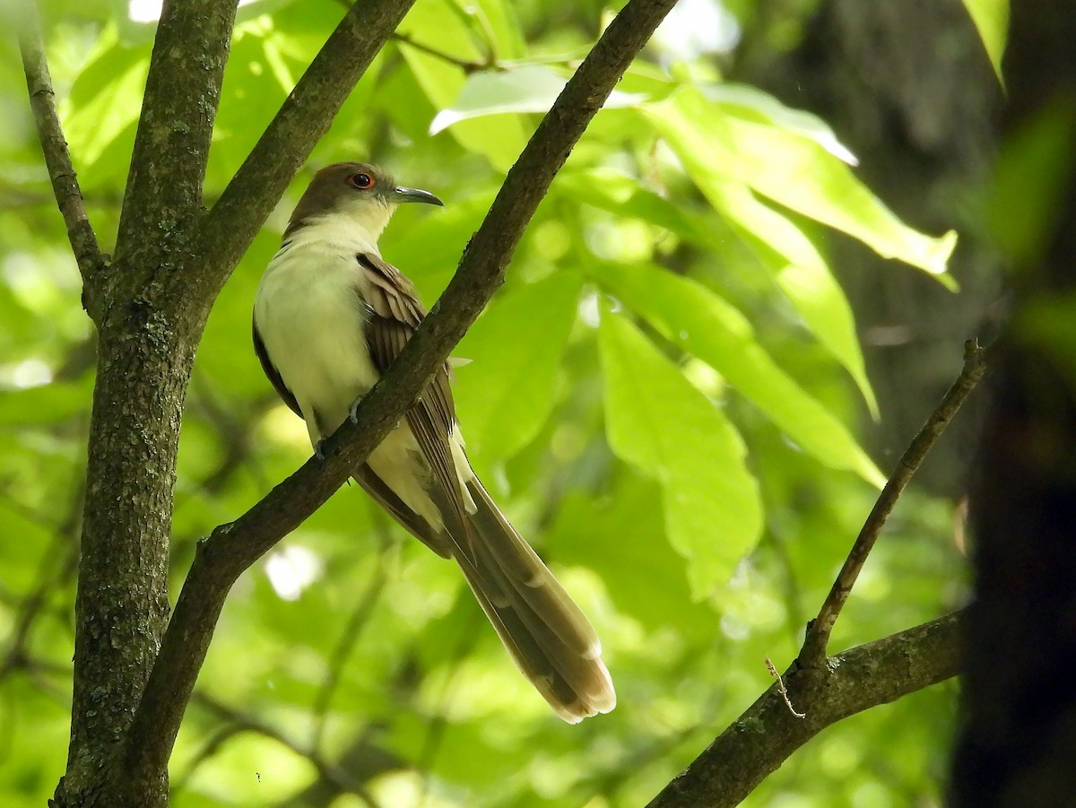 Black-billed Cuckoo - Michael Schramm