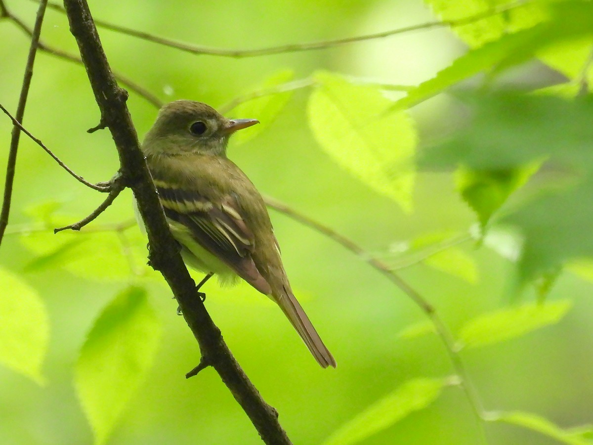 Acadian Flycatcher - ML574935931