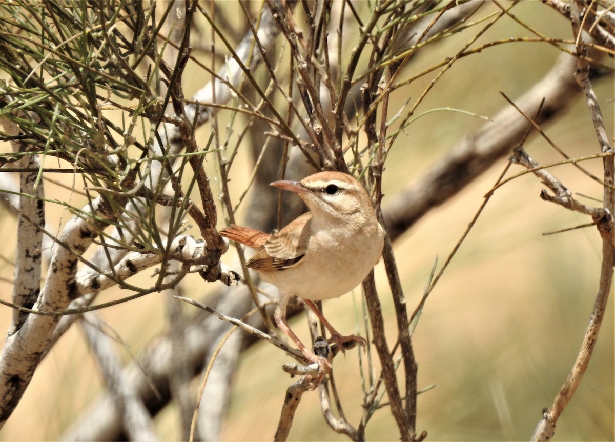 Rufous-tailed Scrub-Robin - ML574936211