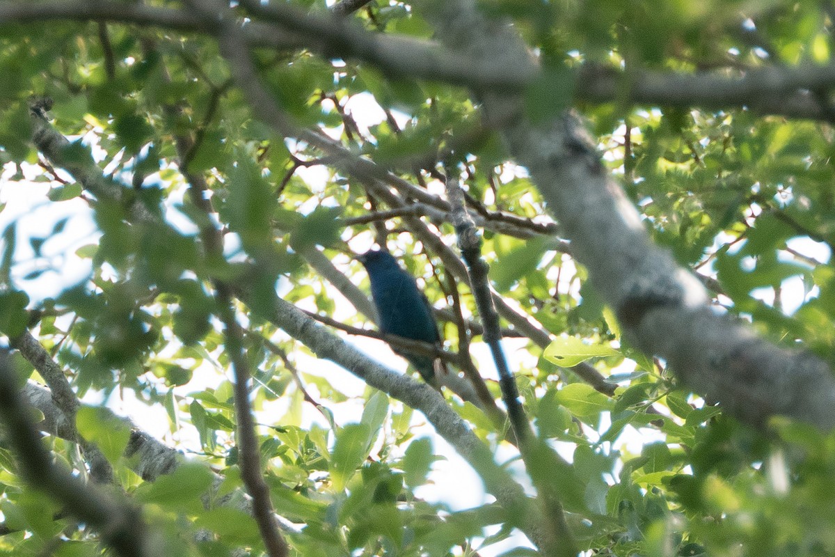 Indigo Bunting - ML574936261