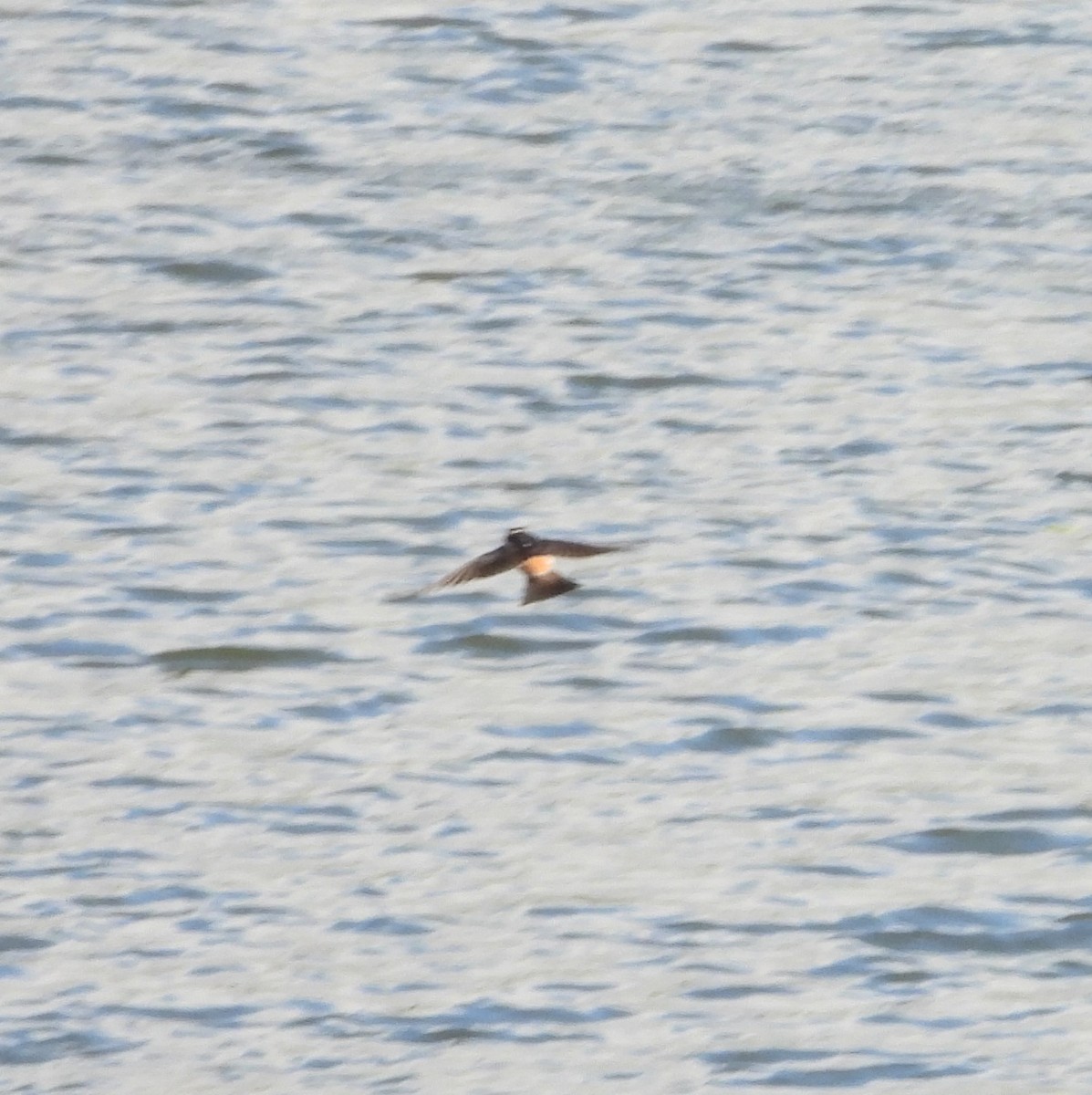 Cliff Swallow - Bill Holland