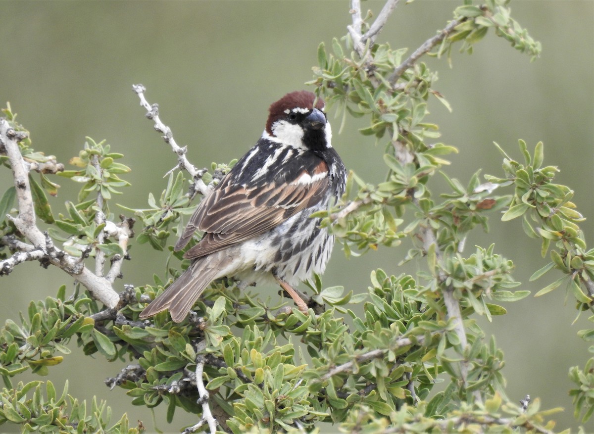 Spanish Sparrow - ML574936721