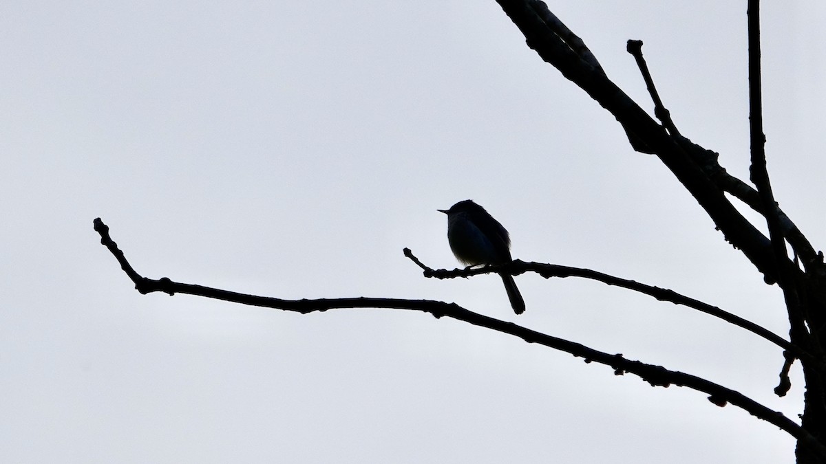 Blue-gray Gnatcatcher - ML574936891