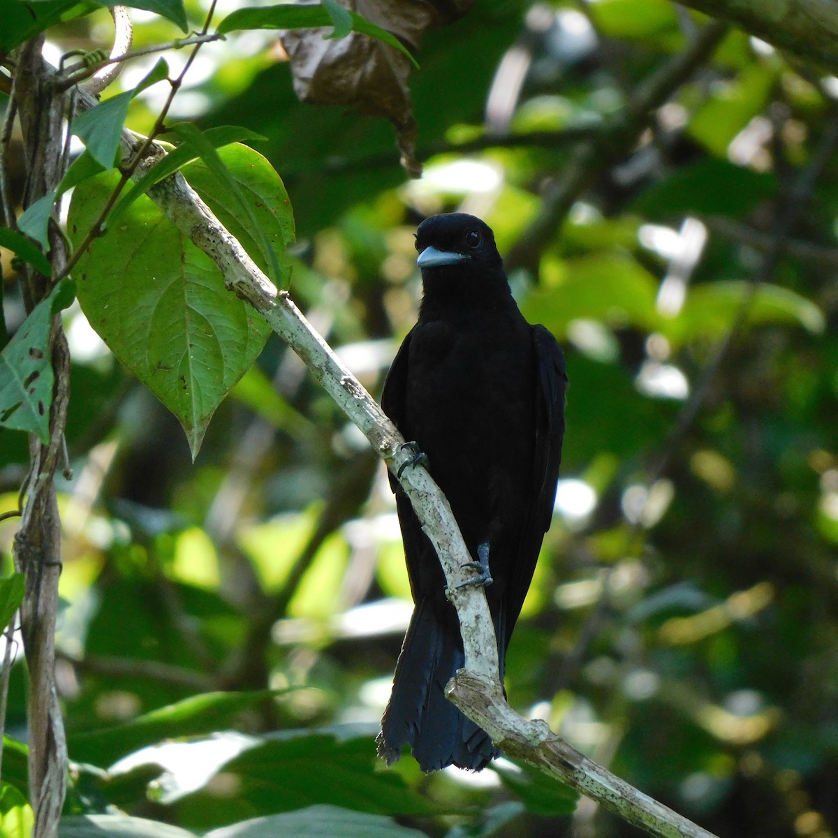 Purple-throated Fruitcrow - Diego Cueva