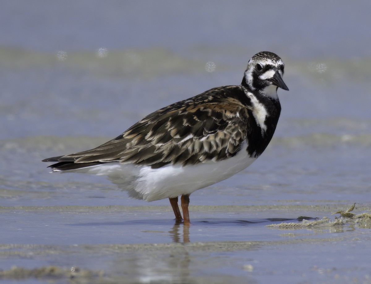 Ruddy Turnstone - ML574938131