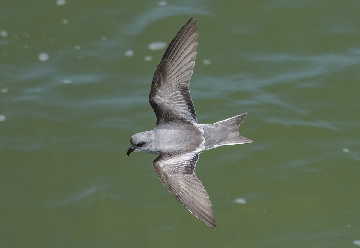 Fork-tailed Storm-Petrel - Jerry Ting