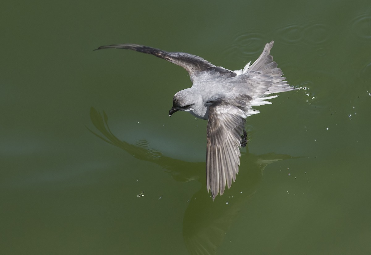 Fork-tailed Storm-Petrel - Jerry Ting