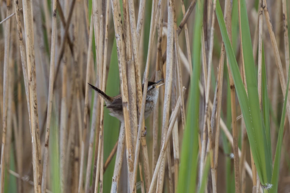 Marsh Wren - ML574939821