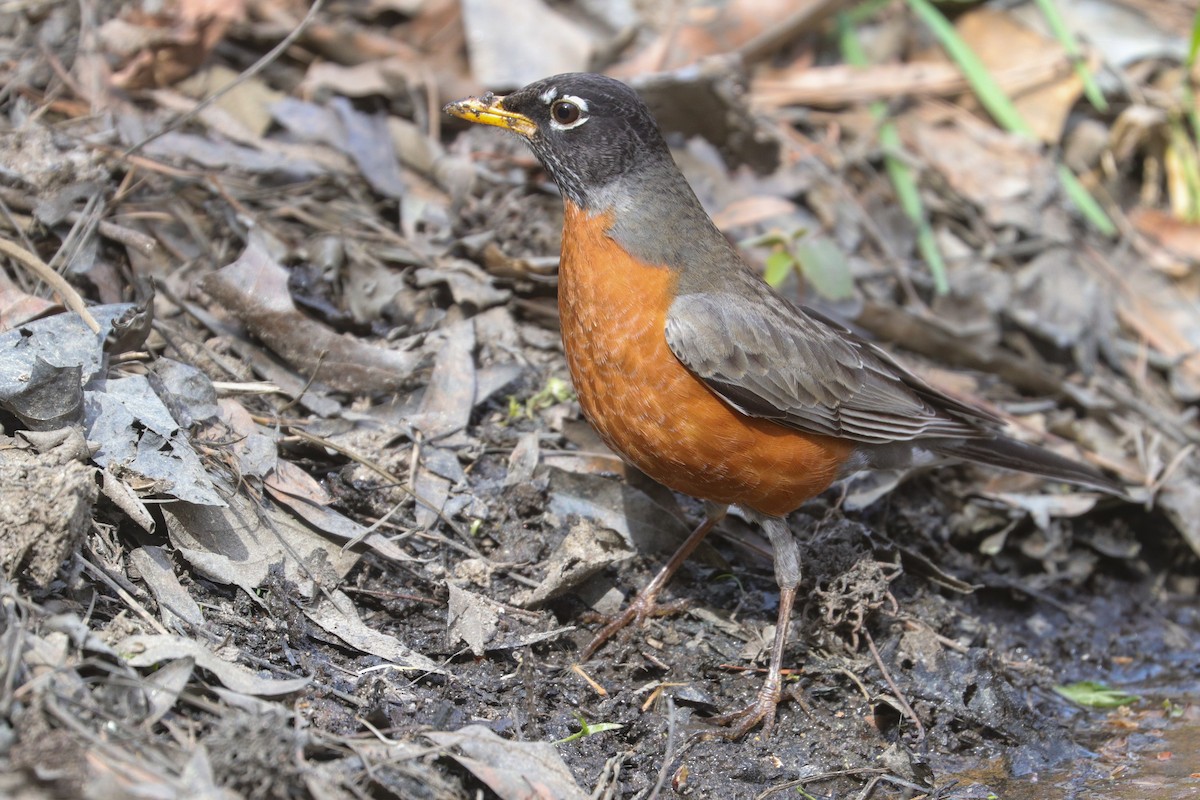 American Robin - ML574940171