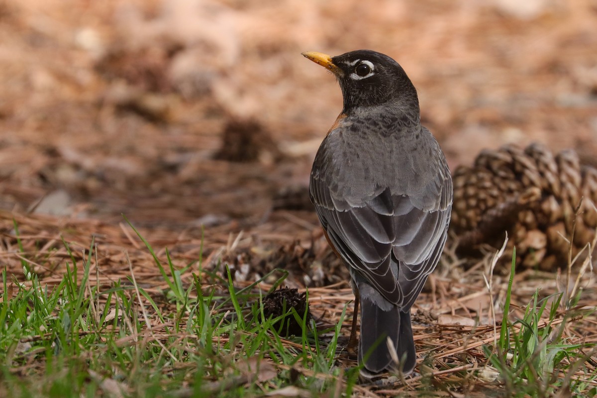 American Robin - ML574940451