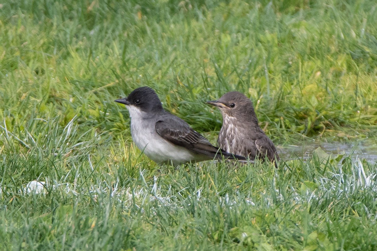 European Starling - ML574940471