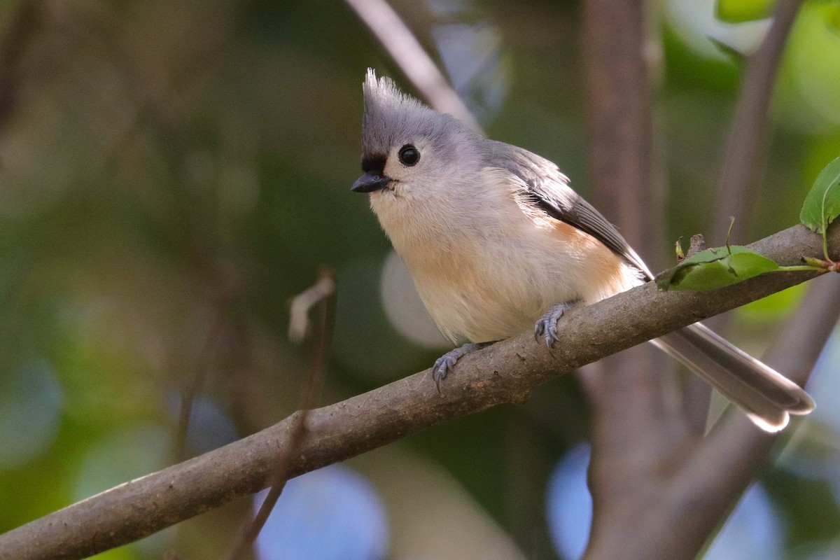 Tufted Titmouse - ML574940531