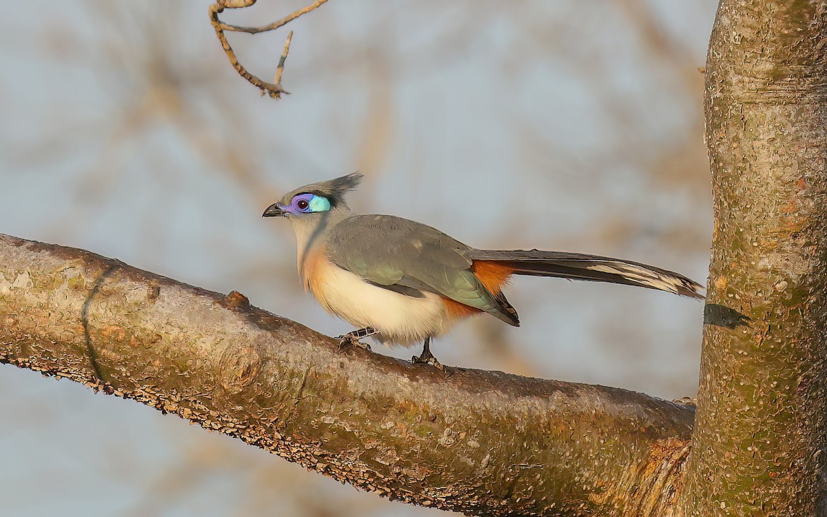 Crested Coua - ML574940611