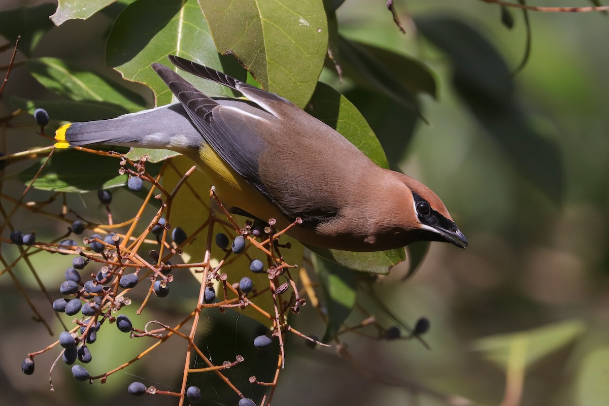 Cedar Waxwing - ML574940691