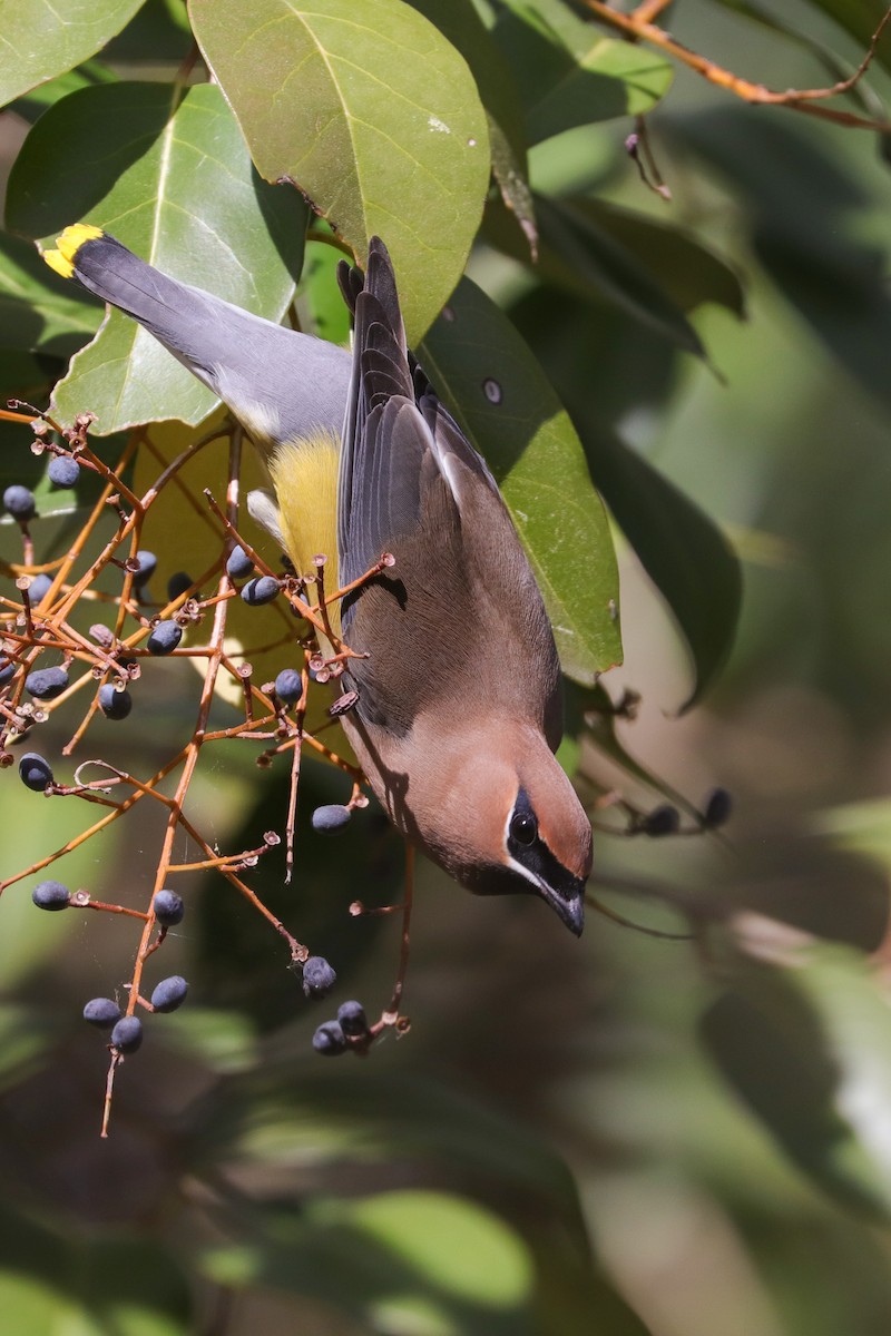 Cedar Waxwing - ML574940701