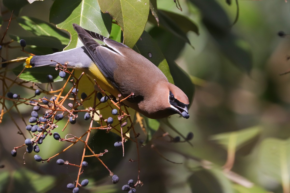 Cedar Waxwing - ML574940711