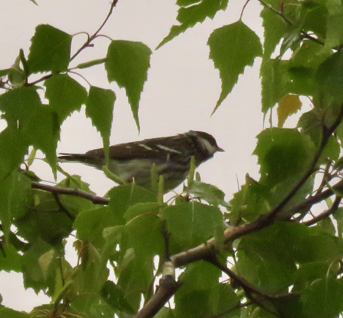 Blackpoll Warbler - ML574940751