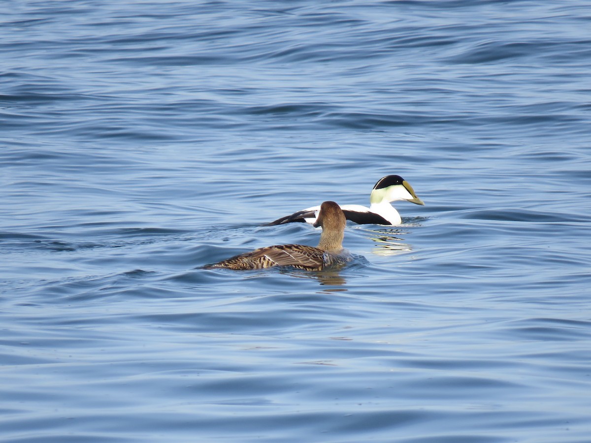 Common Eider - ML574941221