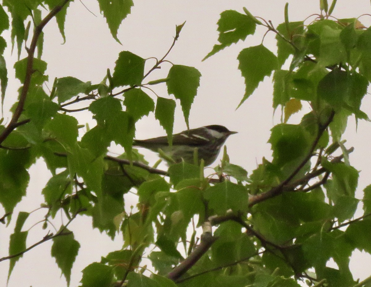 Blackpoll Warbler - ML574941621