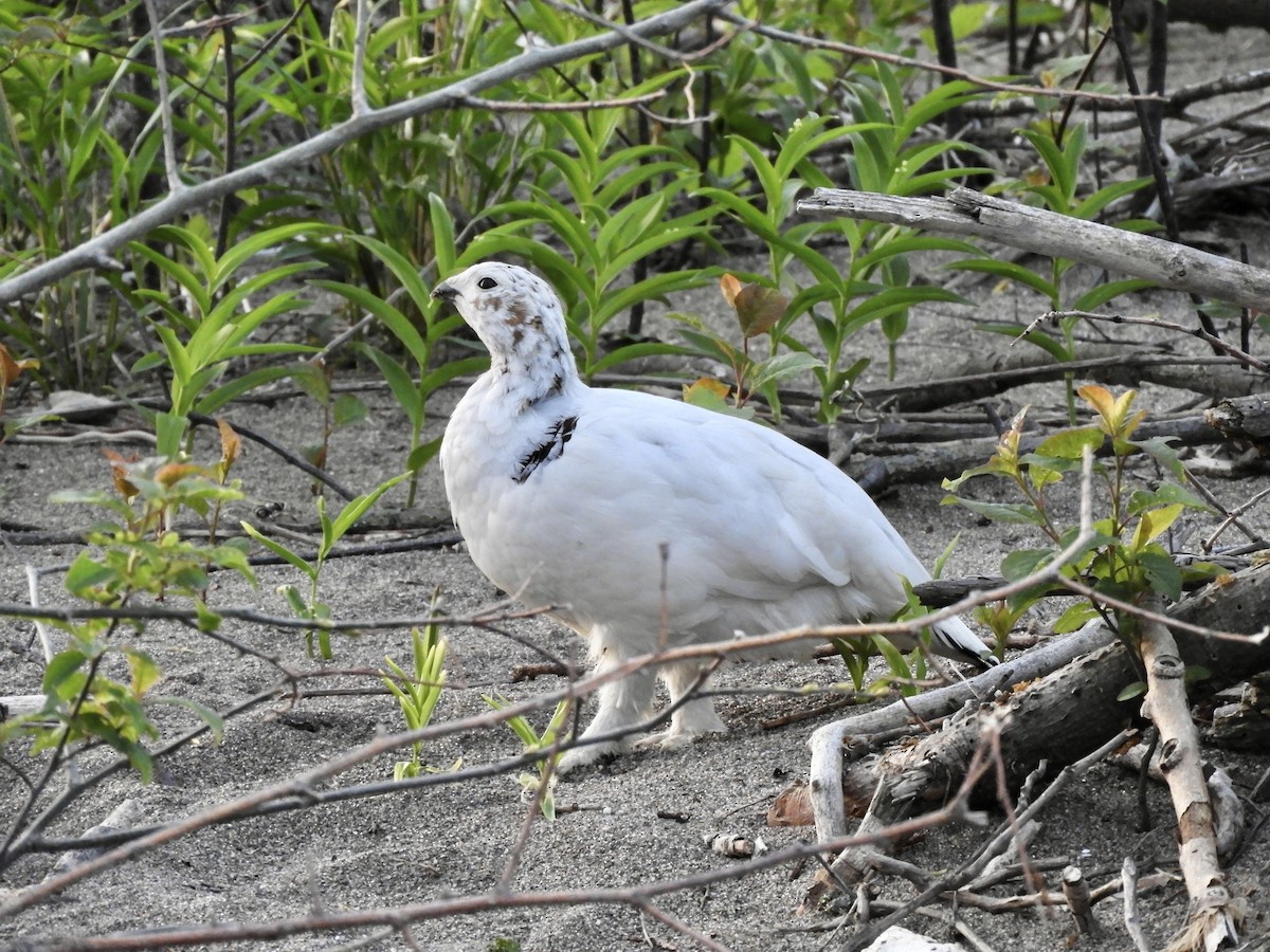 Willow Ptarmigan - ML574942611