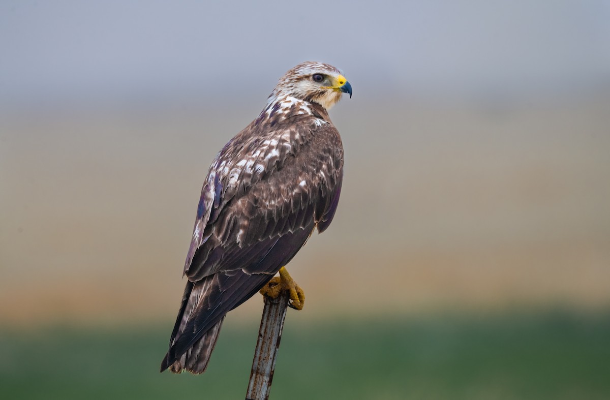 Swainson's Hawk - ML574942871