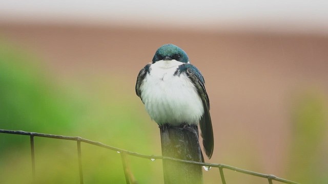 Golondrina Bicolor - ML574942901