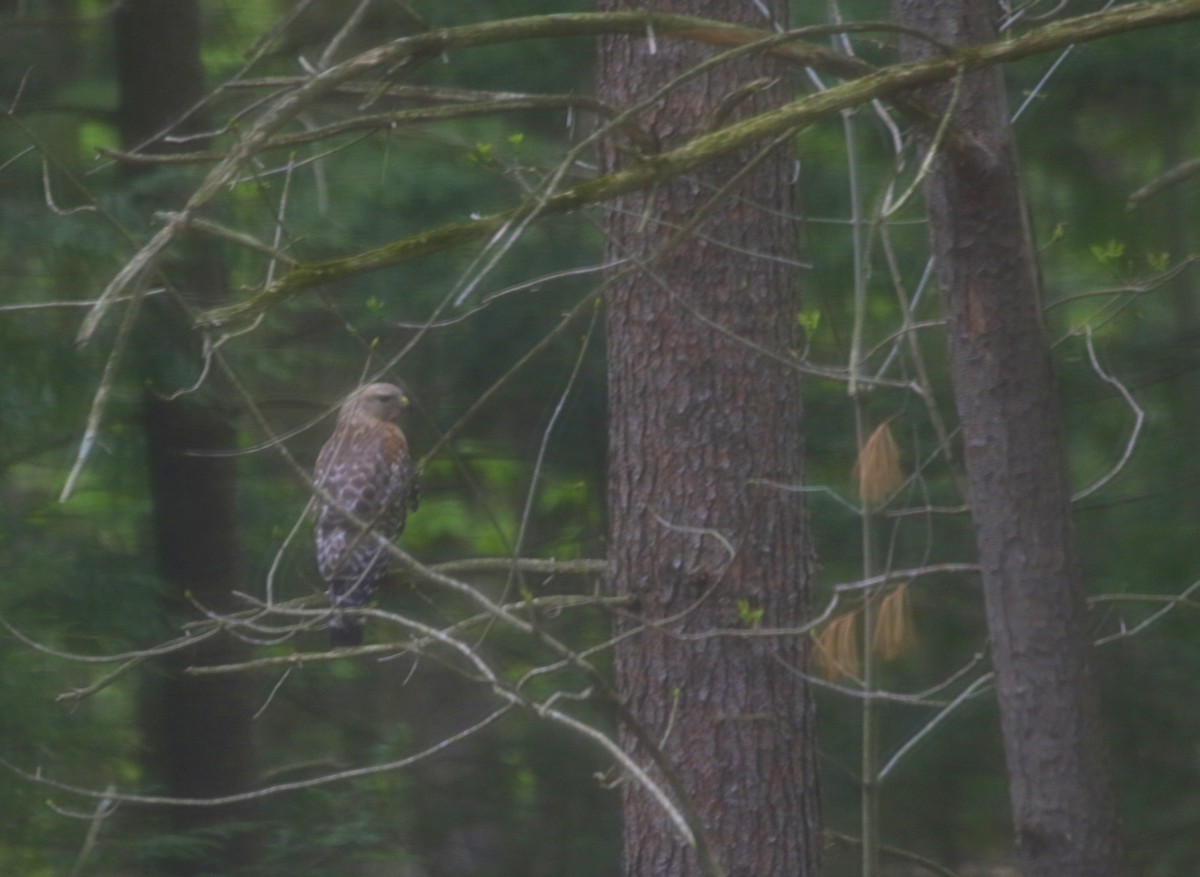 Red-shouldered Hawk - Christine Brackett