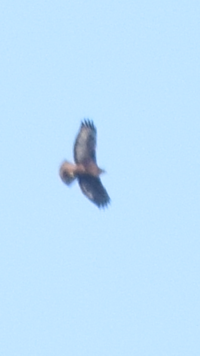 Rufous-tailed Hawk - ML574943111