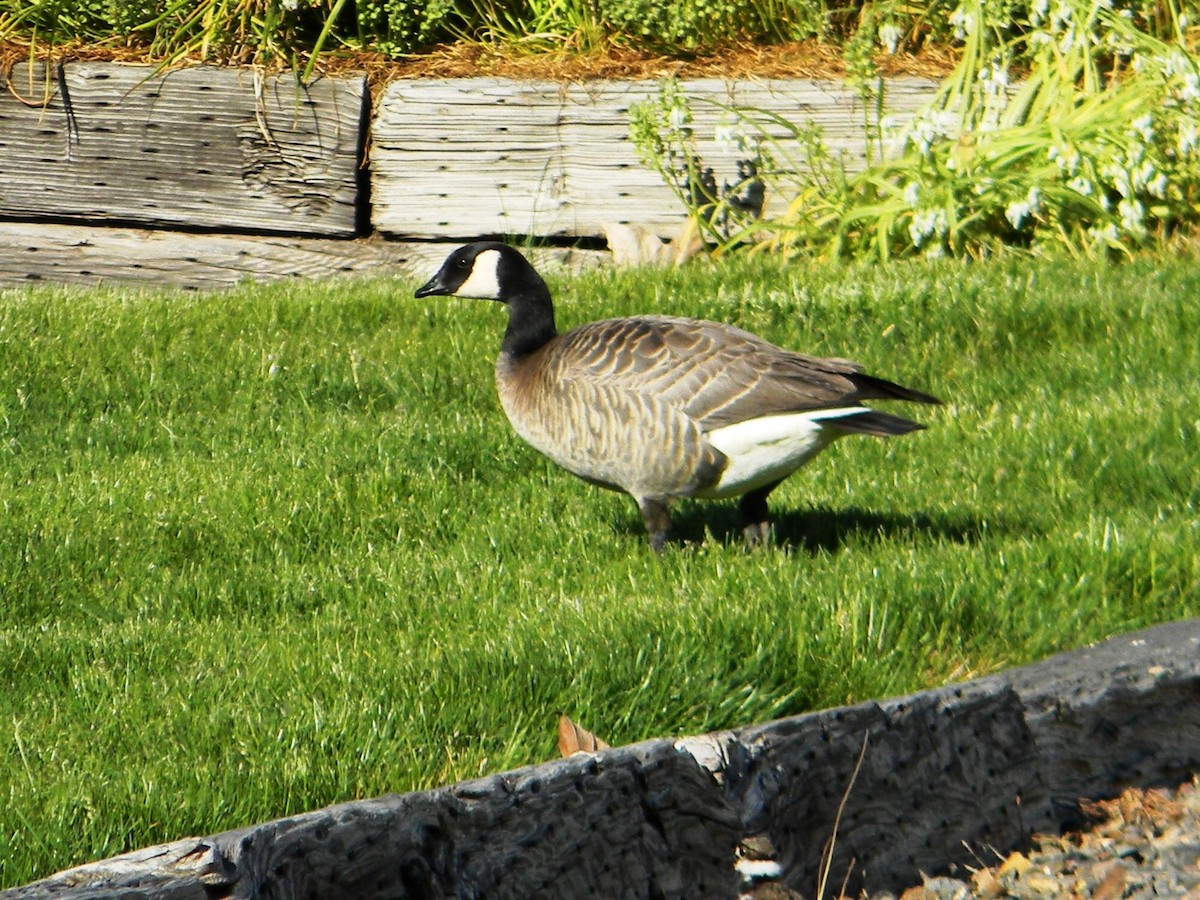 Cackling Goose - Cody Smith