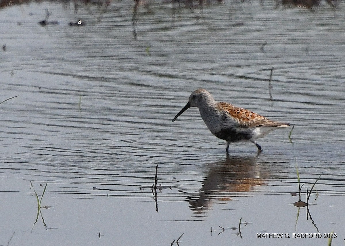 Dunlin - ML574943581