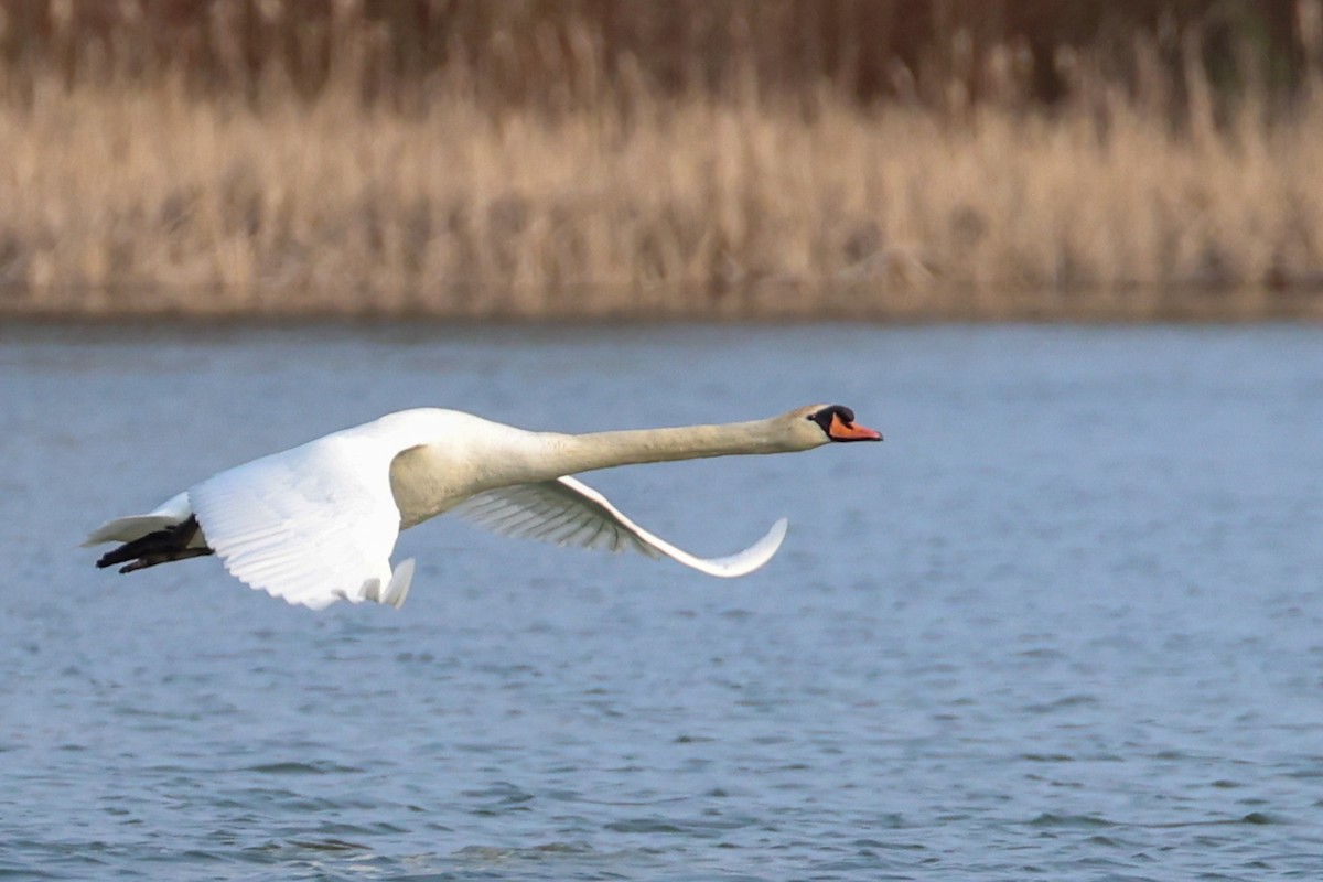 Mute Swan - ML574943651