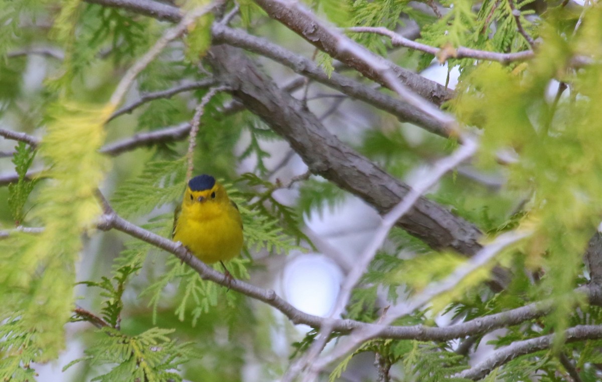 Wilson's Warbler - ML574943821
