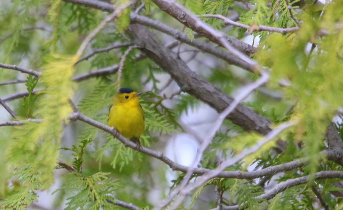 Wilson's Warbler - ML574943831