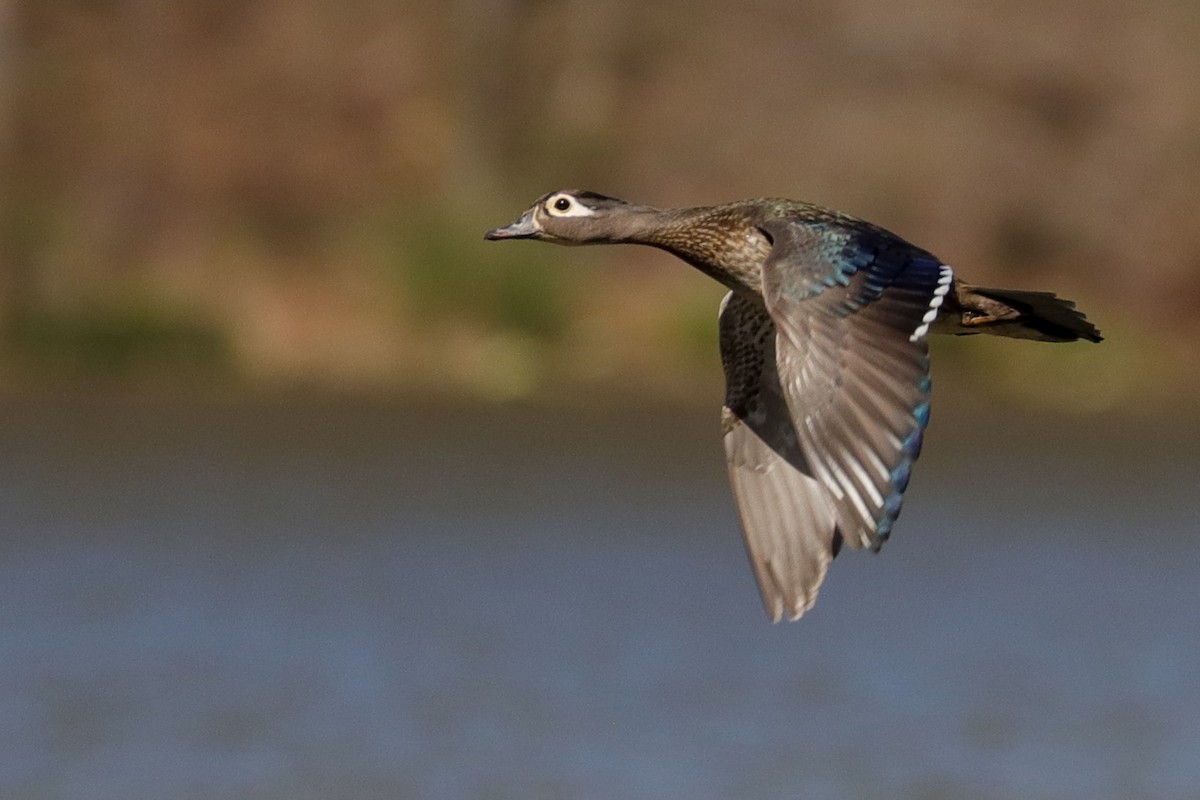 Wood Duck - ML574943851