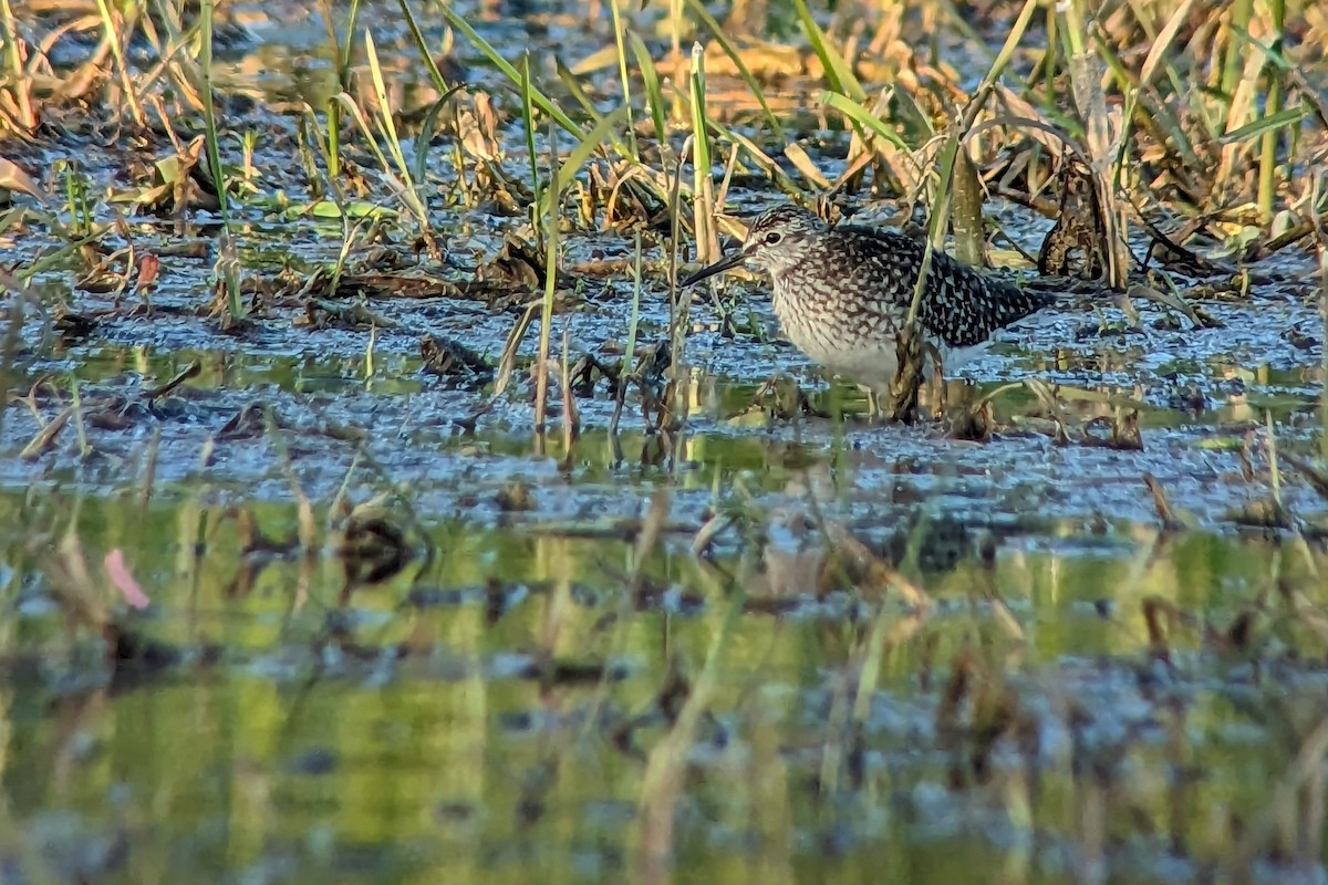 Bruchwasserläufer - ML574944381