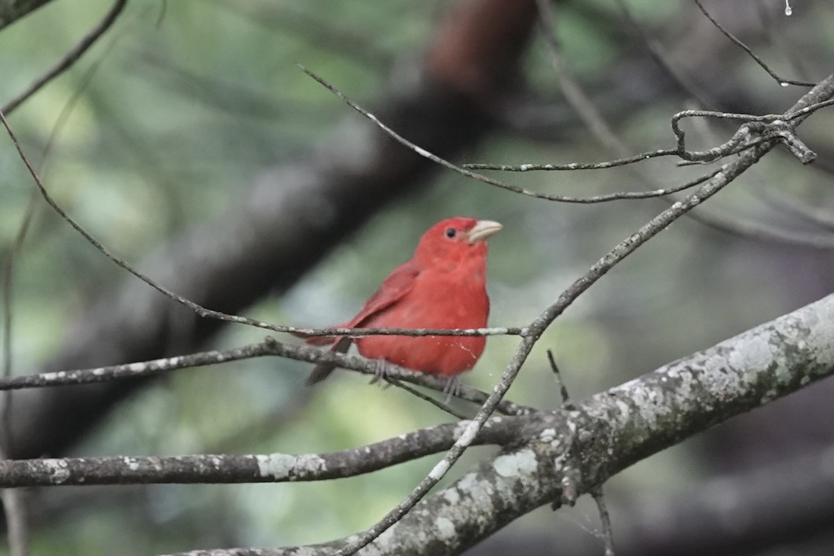 Summer Tanager - ML574944921