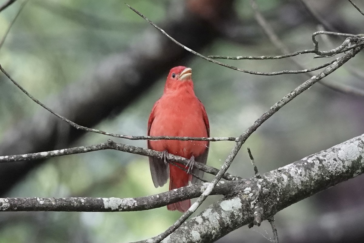 Summer Tanager - Matthew Auchter