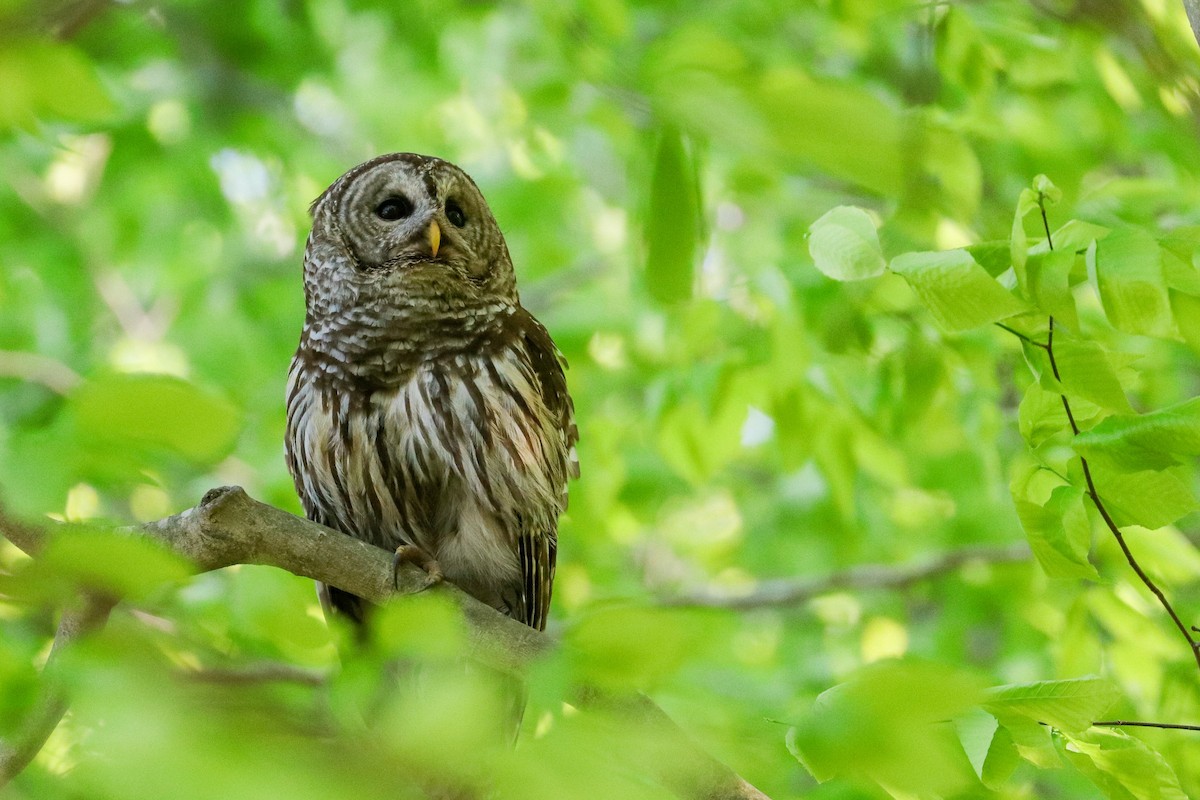 Barred Owl - ML574945011