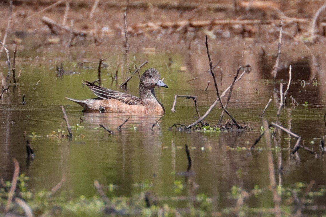 American Wigeon - ML574945551