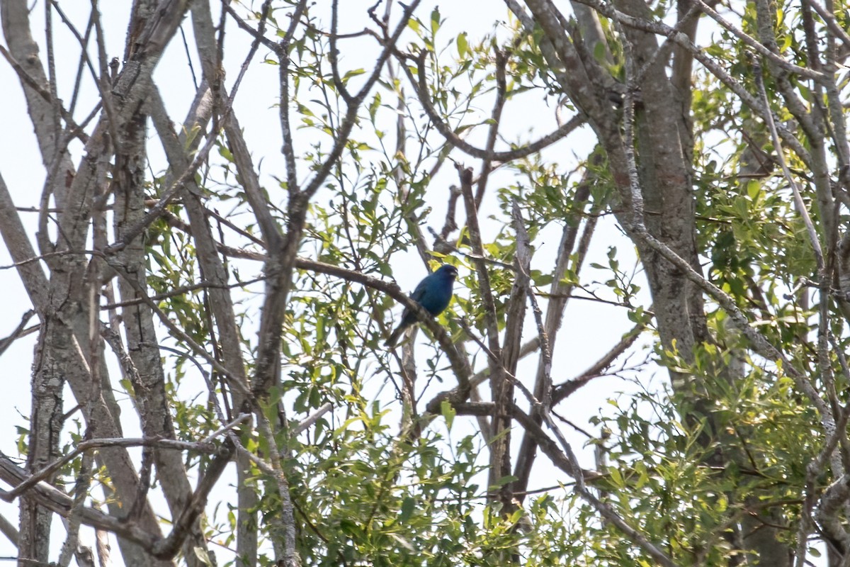 Indigo Bunting - ML574945561