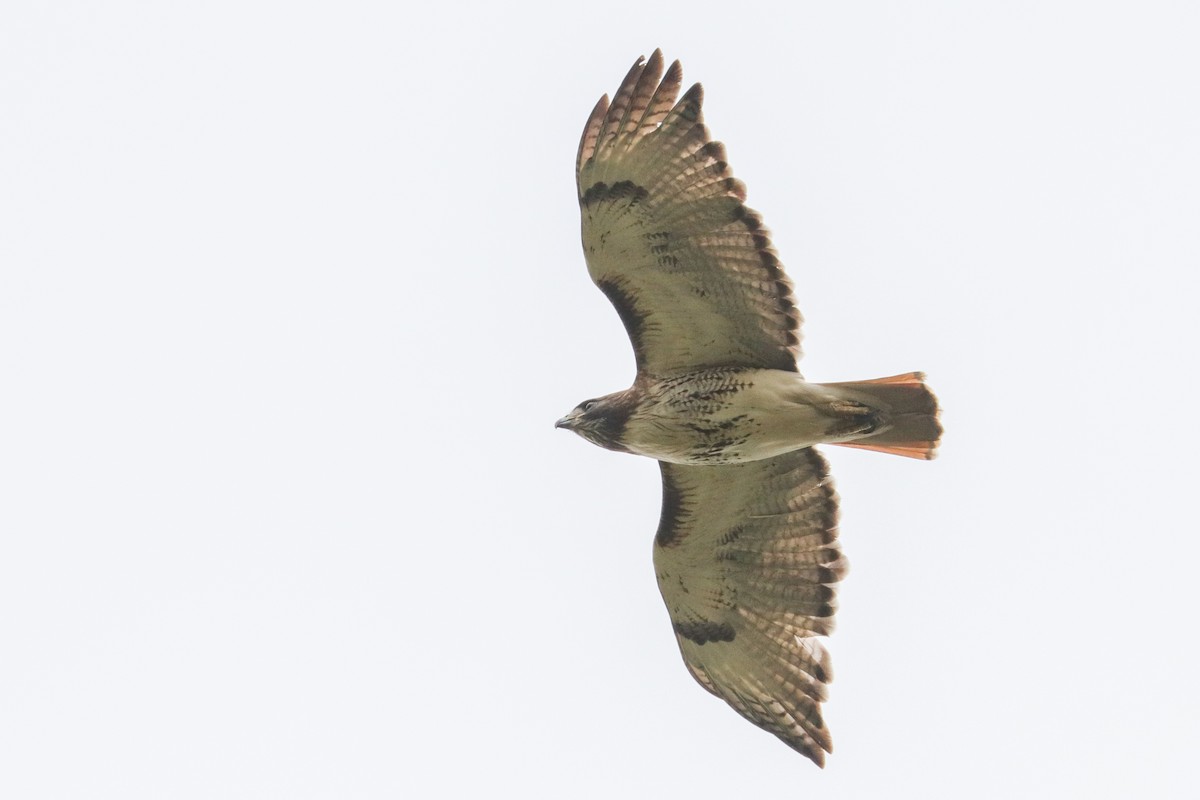 Red-tailed Hawk - ML574945831